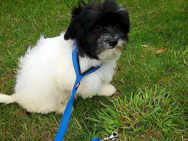 Beautiful Pure Havanese