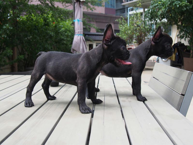 Girl French bulldog