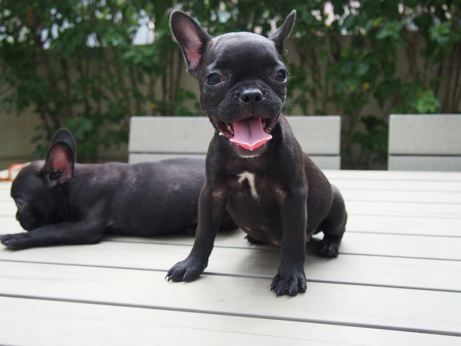 french bulldog for sale female