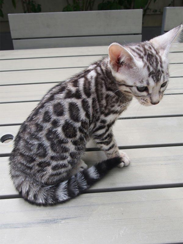 breeder bengal kitten 