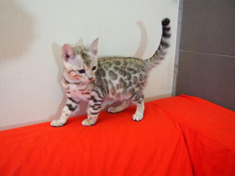 cat bengal hk