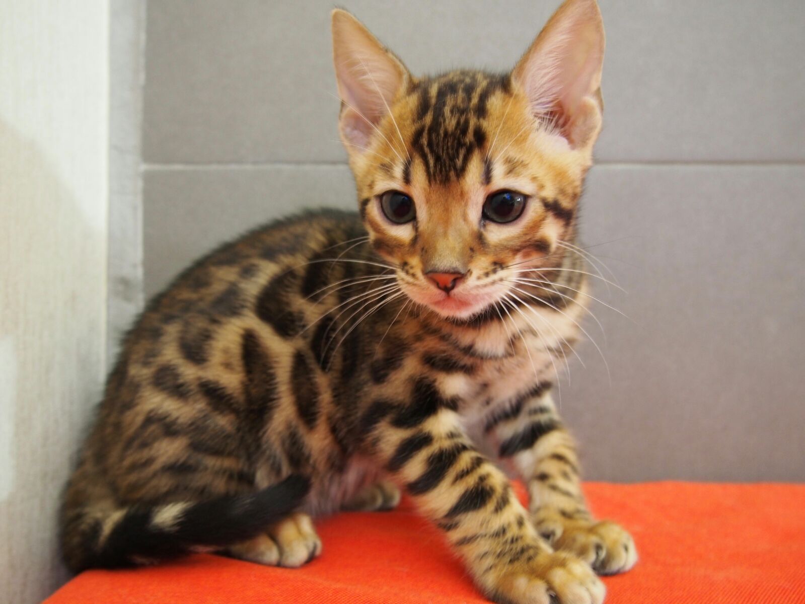 Bengal Cat