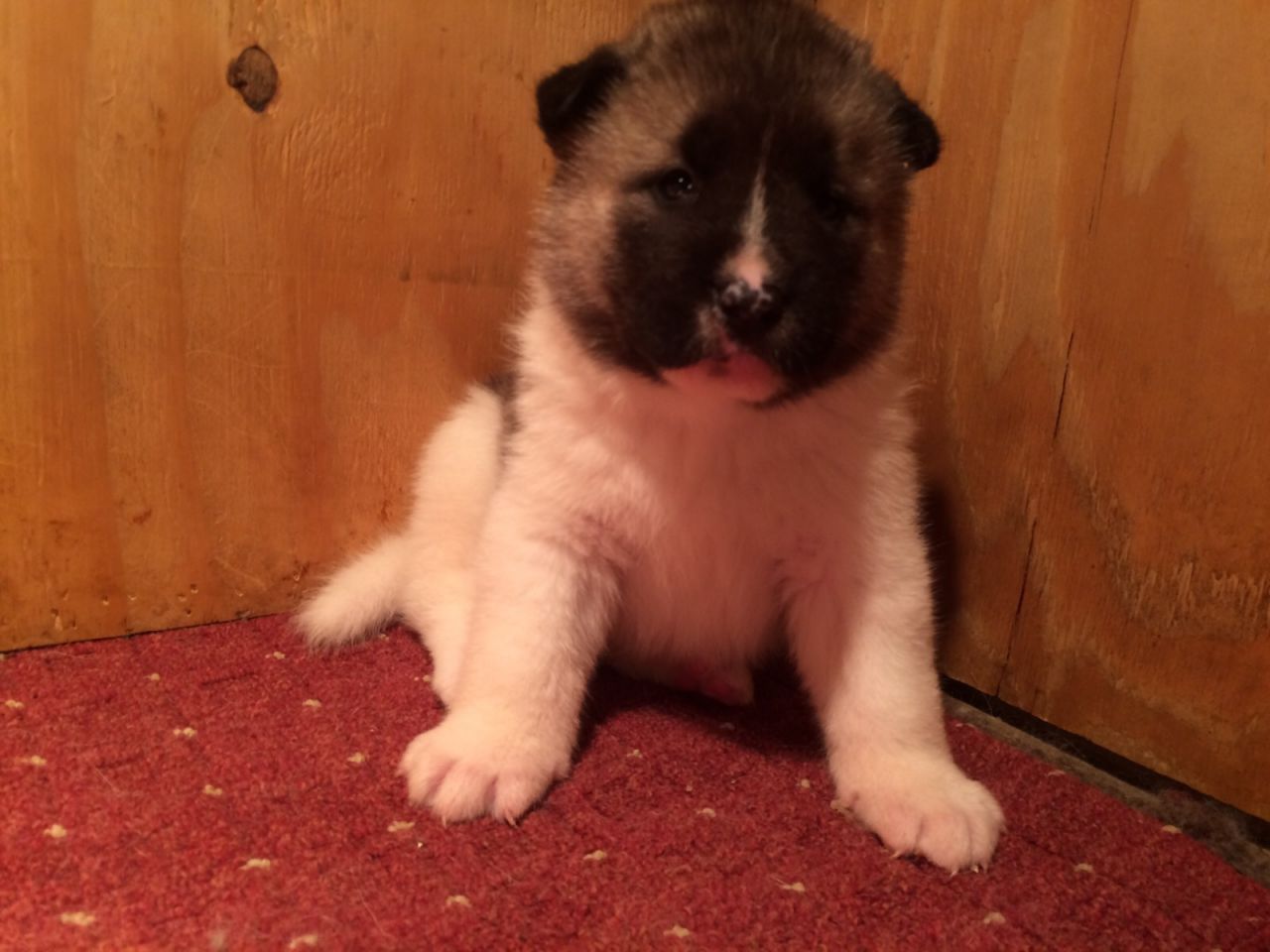 Akita Puppies for Christmas available
