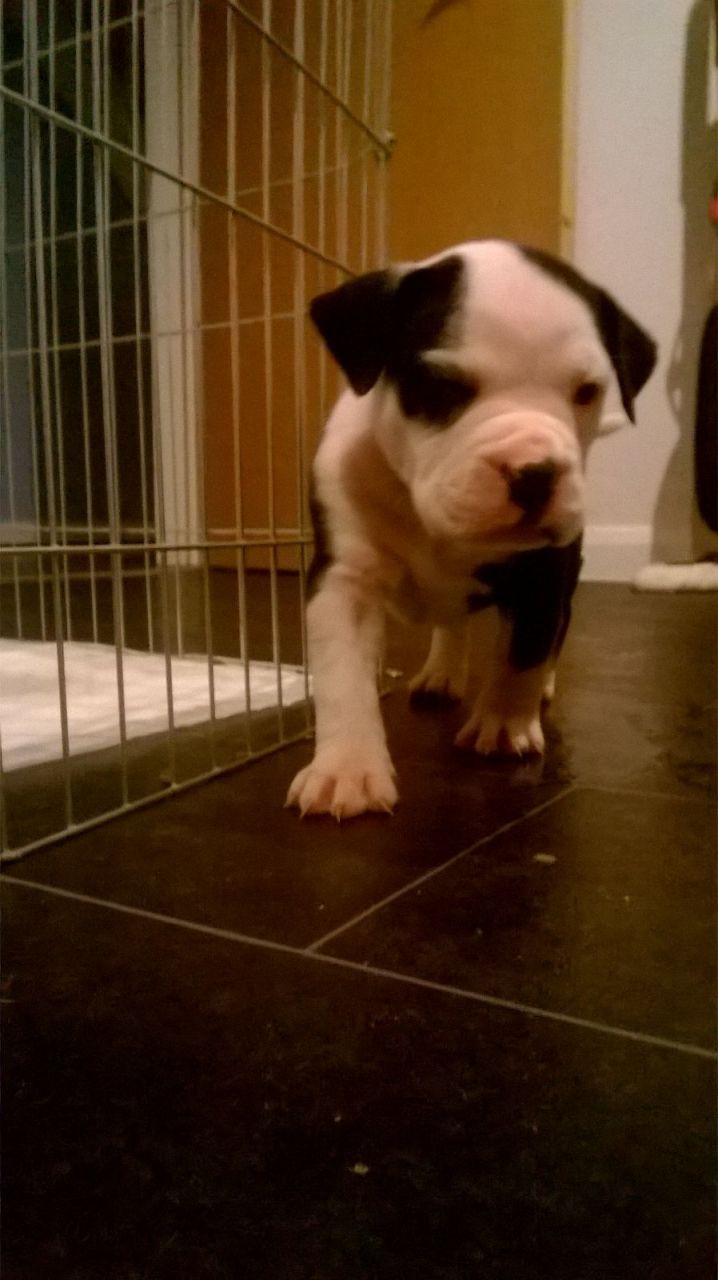 American Bulldog Pups For Sale this christmas