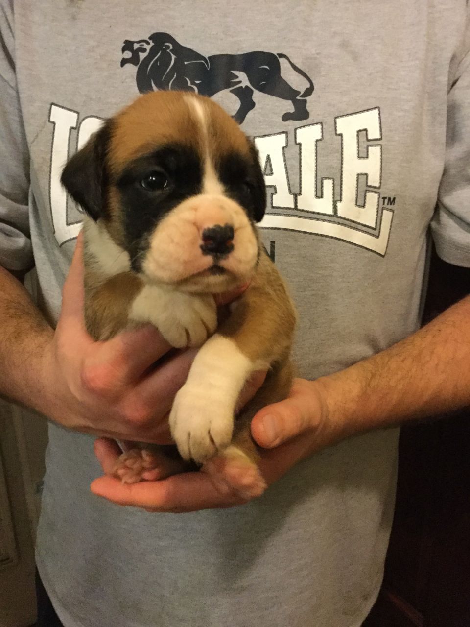 Bob Tailed Female Boxers Puppie