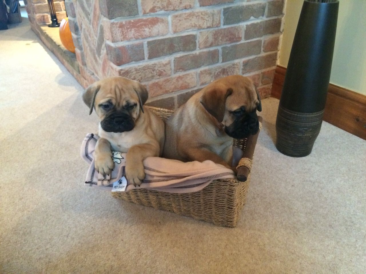 Stunning chunky bullmastiff puppies for sale