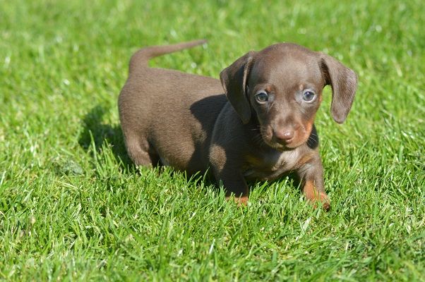 Stunning Pra Clear Mini Dachshund Puppies