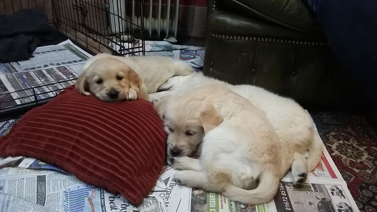 Adorable Pedigree Golden Retriever Puppies