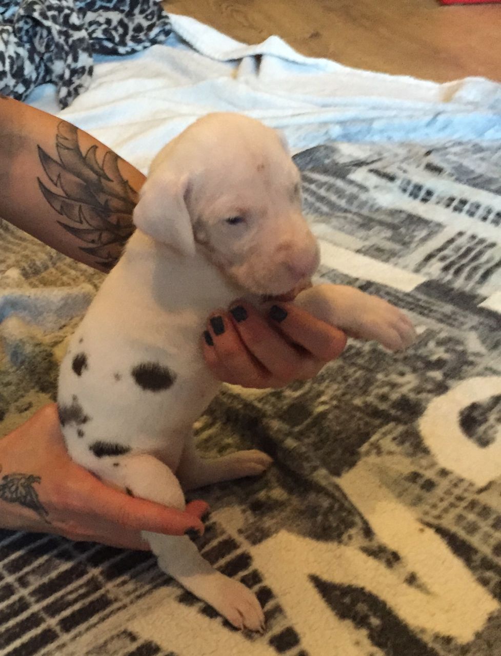 Stunning Pedigree Great Dane Puppies For Sale