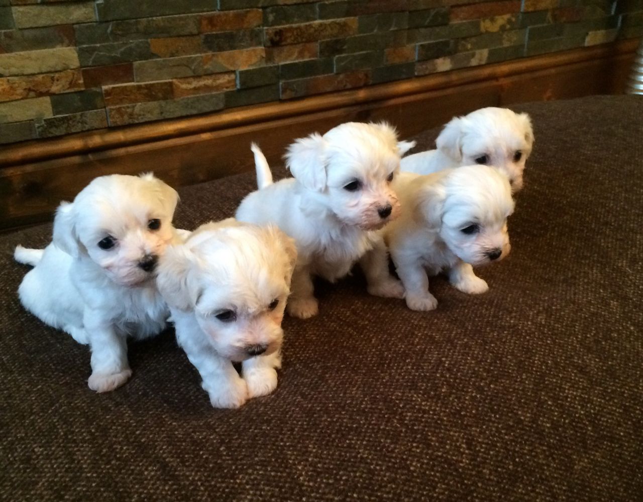 Champion Quality Kc Reg Maltese puppies