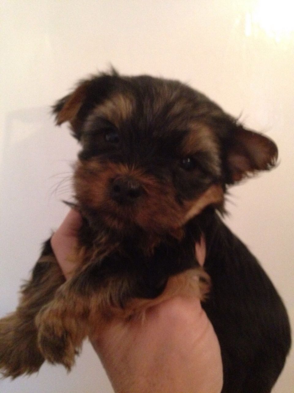 Kc Reg Stunning Yorkie Puppies