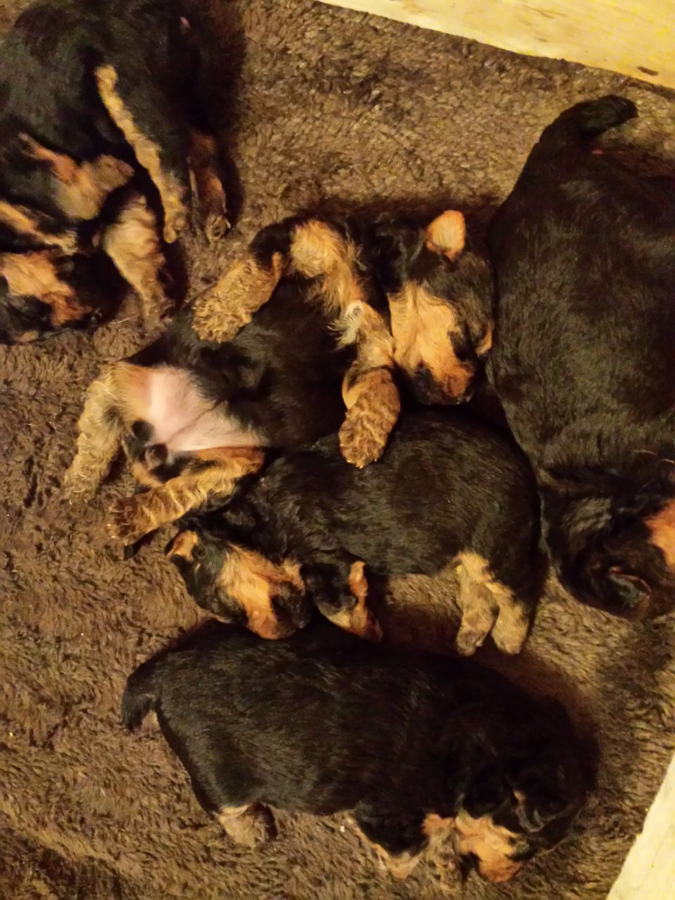 Kc Reg Welsh Terrier Puppies