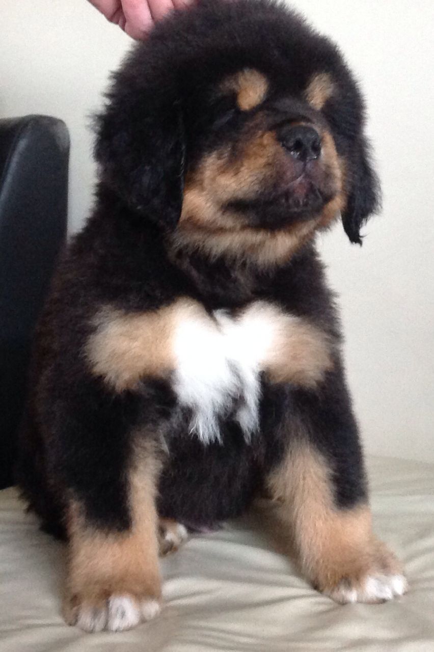 Tibetan Mastiff Puppies, 6 Males, 2 Females