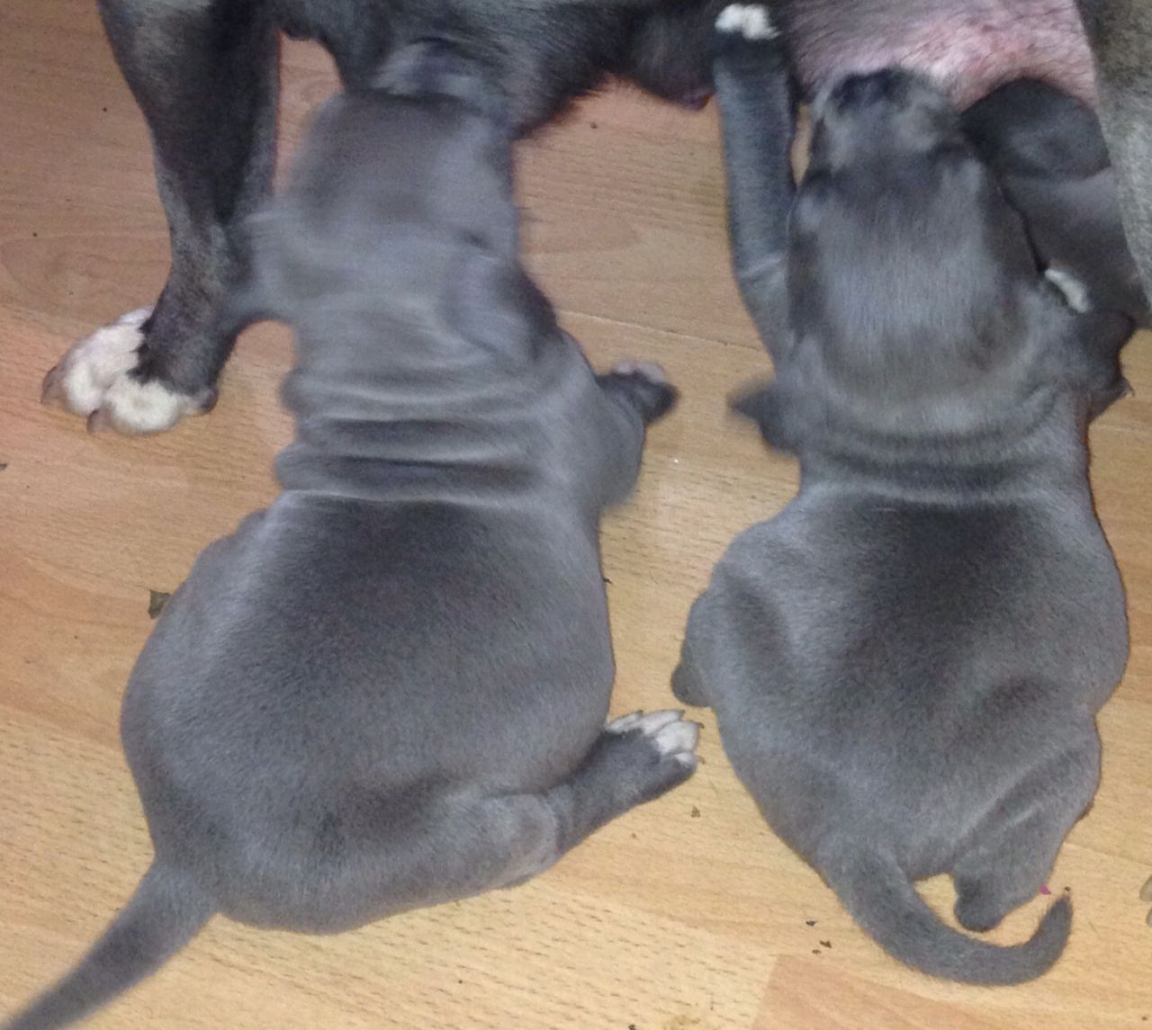 Blue Staffordshire Bull Terrier Puppies