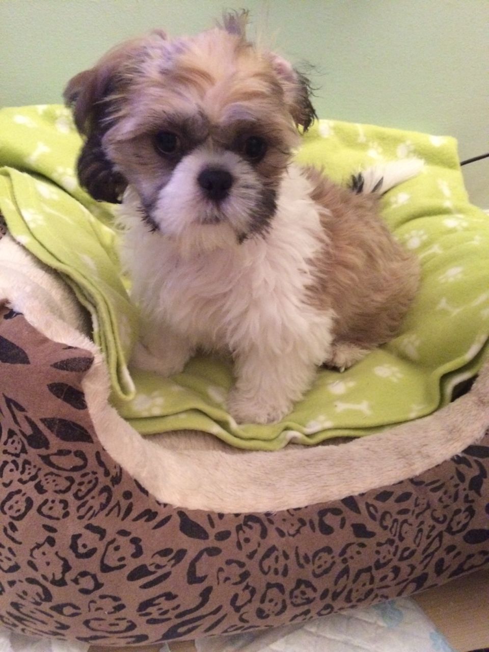 Shih Tzu Puppies For Sale