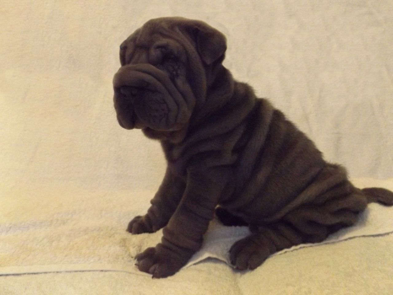 Pedigree Shar Pei Puppies For Sale