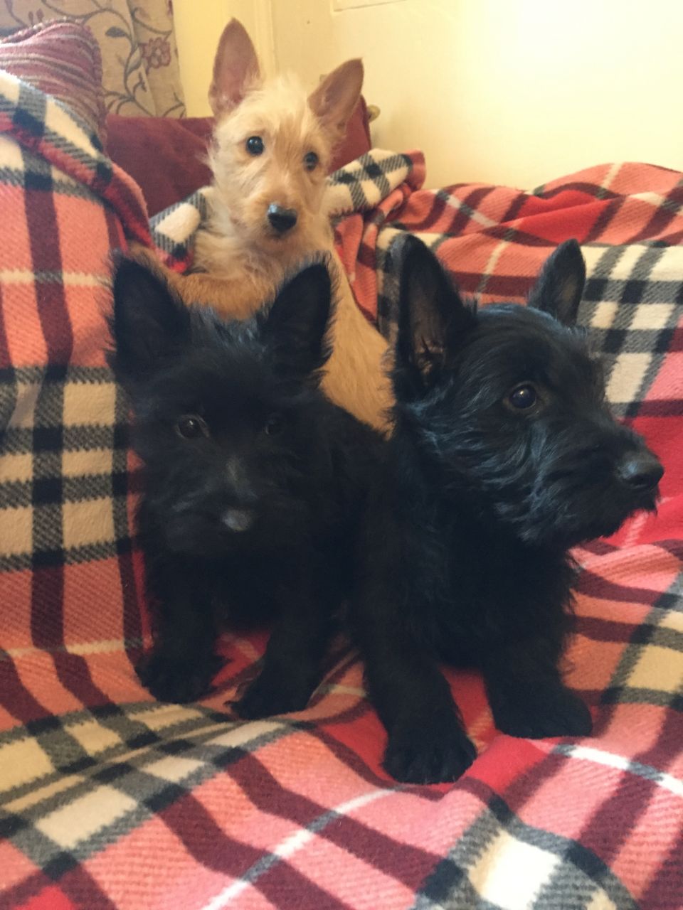 Gorgeous Scottish Terrier Puppies