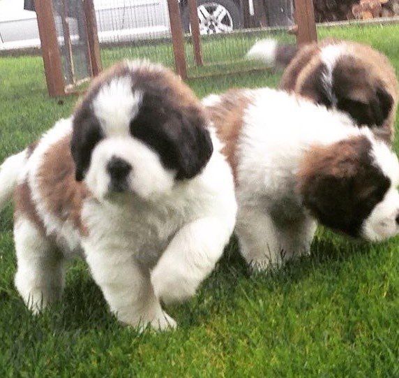 Fluffy Rough Coat Saint Bernard Puppiess.