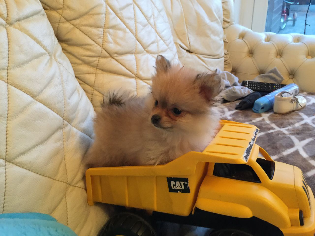 Ultra Tiny Pomeranian Puppies