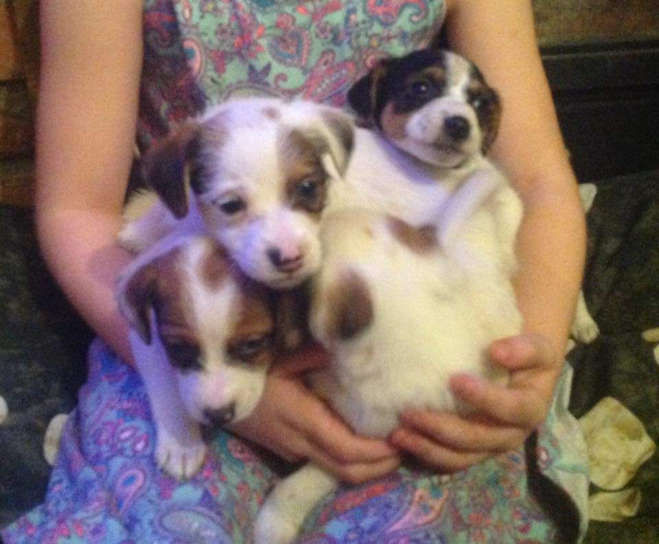 Adorable Parsons Russell Terrier Puppies