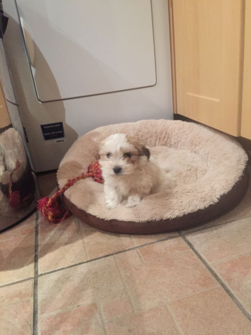 Four Beautiful 3/4 Maltese Puppies