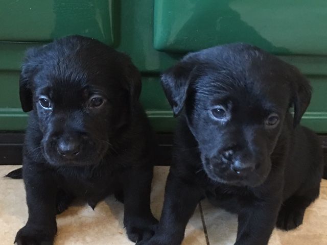 Gorgeous Chunky Black Labrador Puppies..