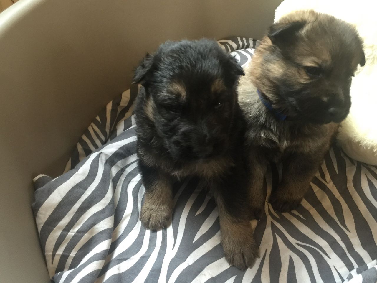 Kc Registered German Shepherd Puppies