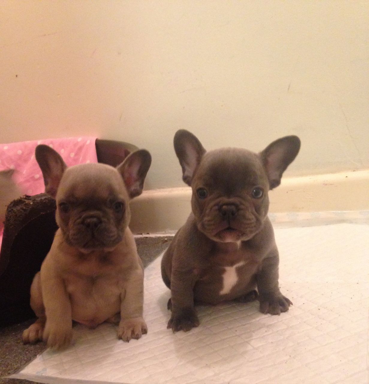 Kc Registered French Bulldog Puppies