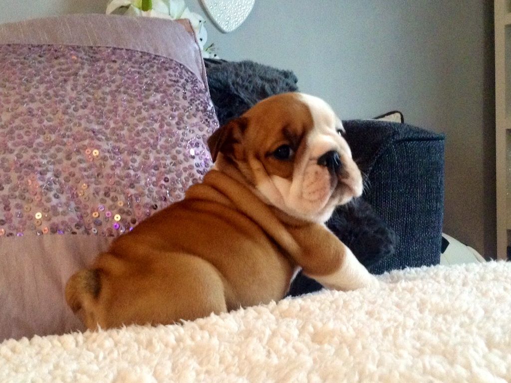 Fantastic Quality English Bulldog Puppies