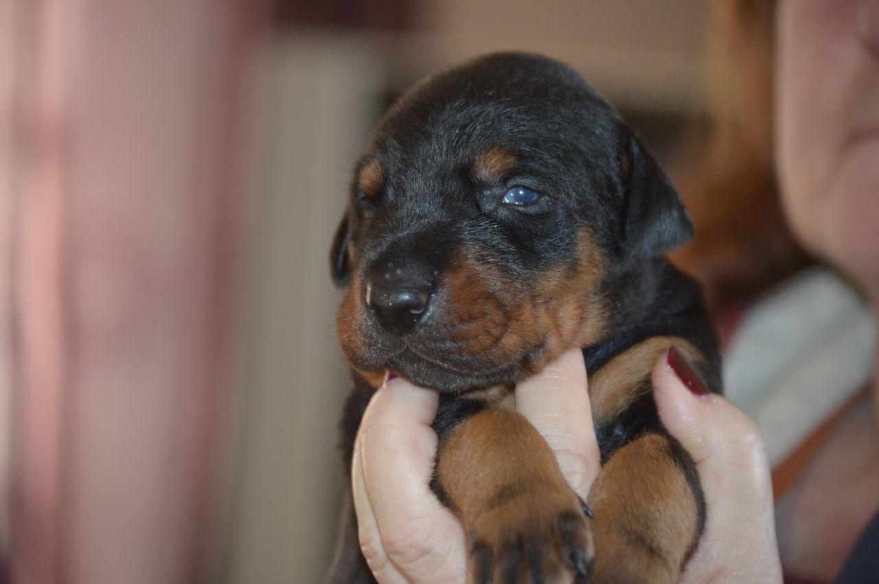 Kc Registered Dobermann Puppies