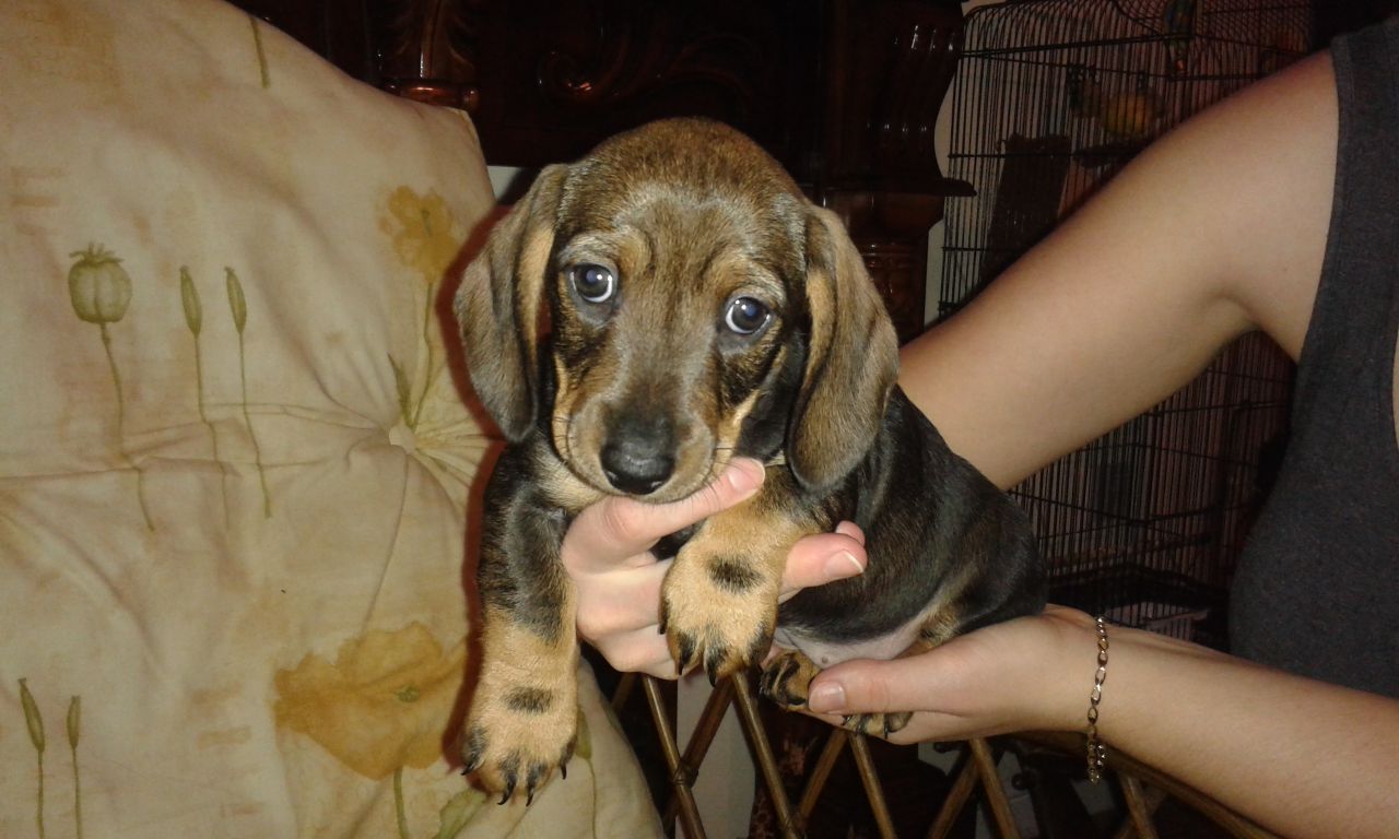 Adorable Miniature Black And Tanned Wire Dachshund