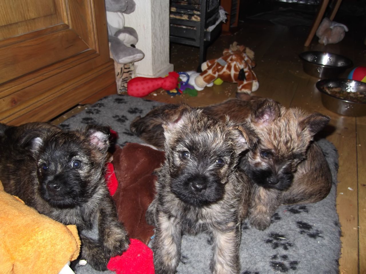 Kc Reg Cairn Terriers Ready Now.3 Left