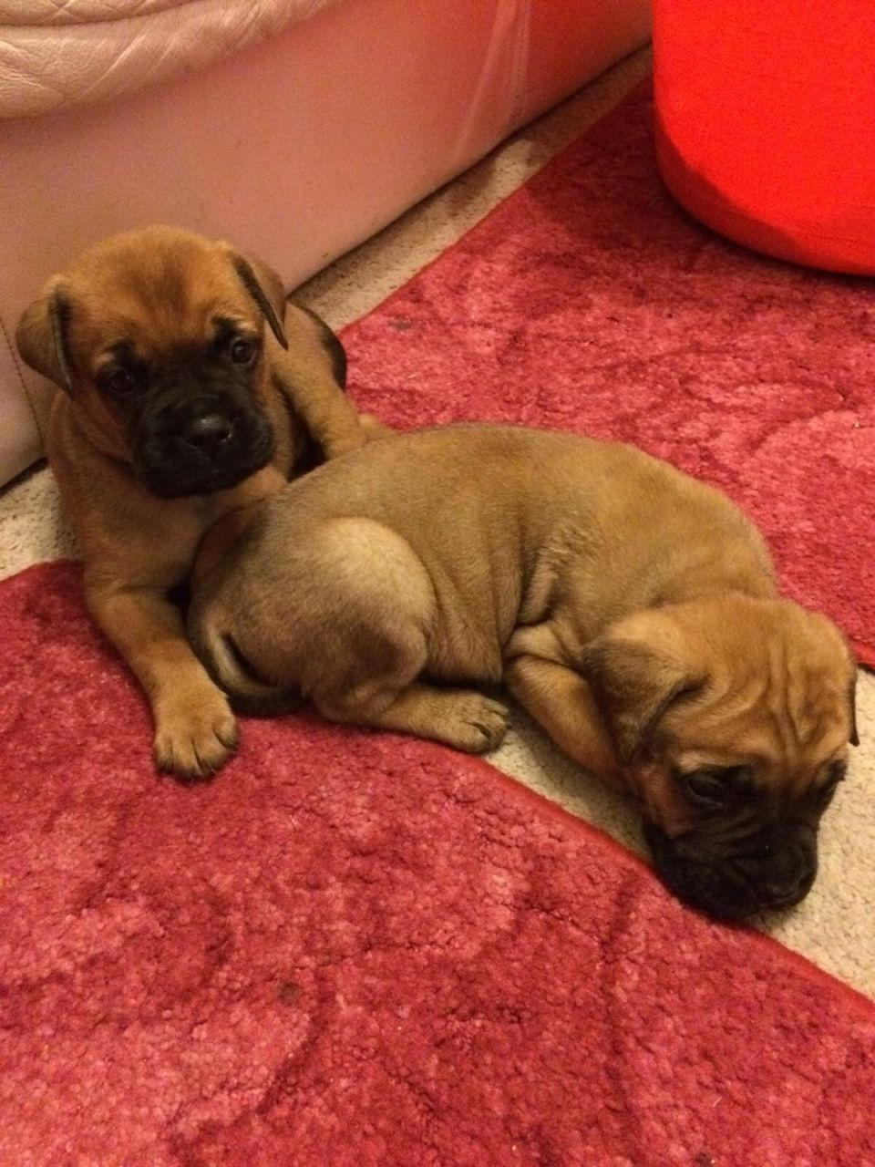 Stunning Bullmastiff Puppies