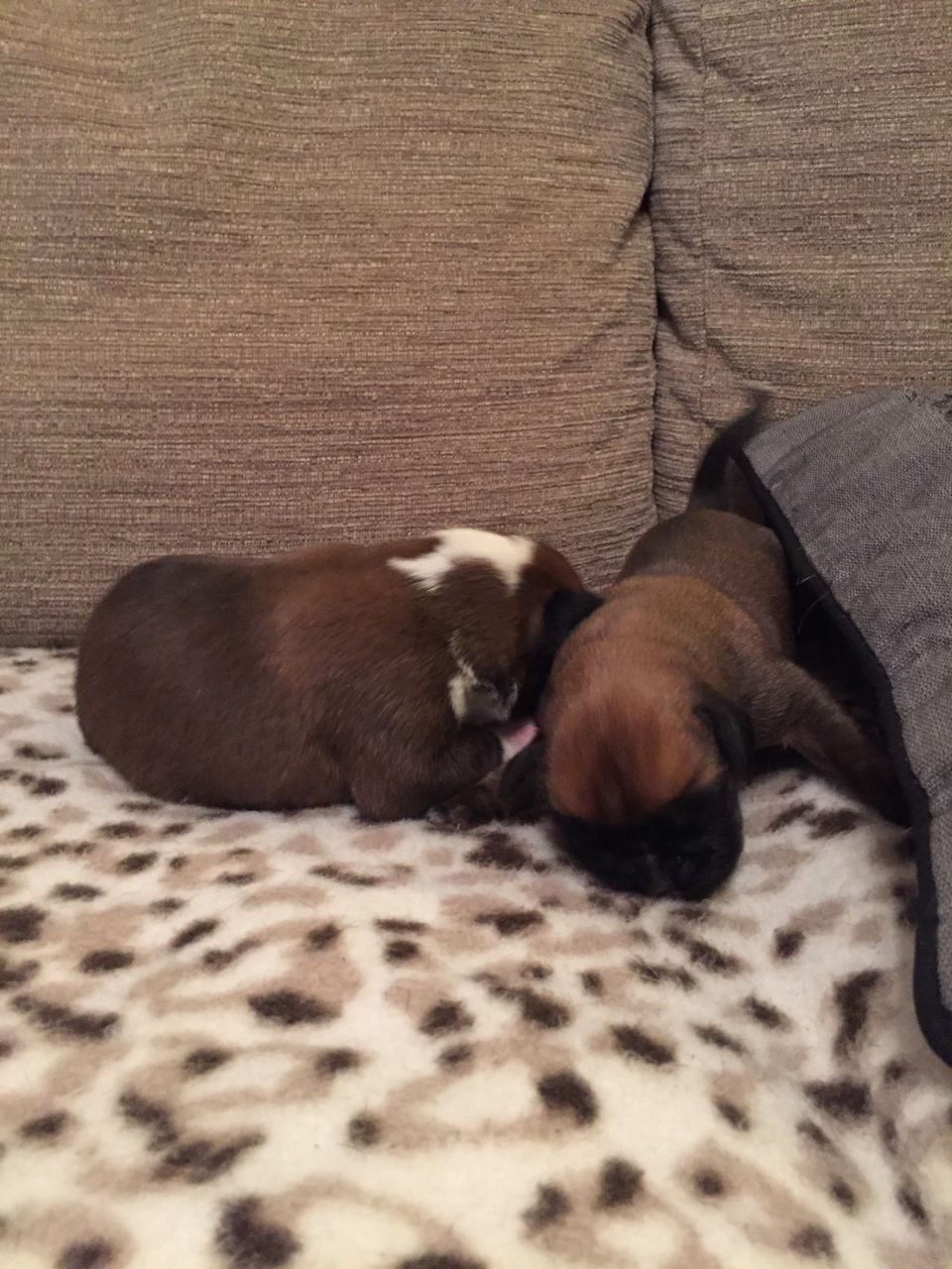 Stunning KC Registered Boxer Puppies