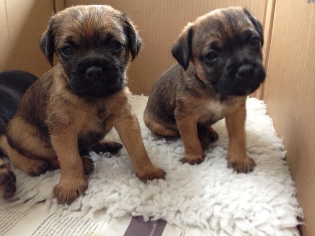 Beautiful Kc Registered Border Terrier Puppies