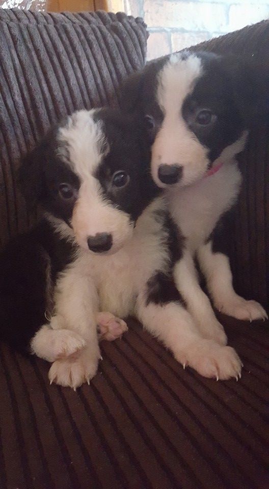 边境牧羊犬幼犬准备