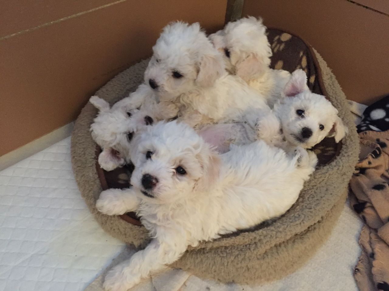 Bichon Frise Pedigree Puppies