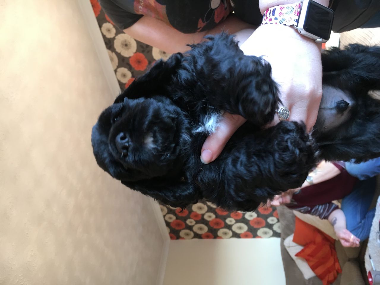 Beautiful American Cocker Spaniels Puppies Available