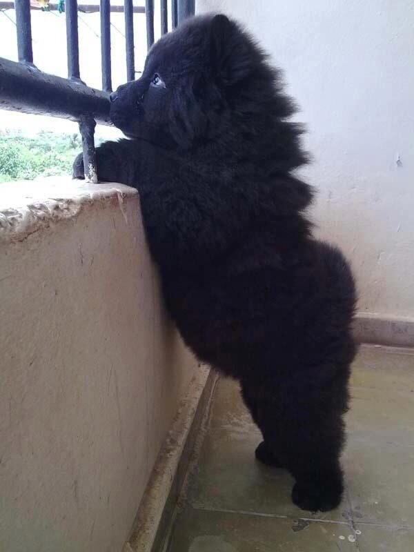  Amazing Newfoundland puppies