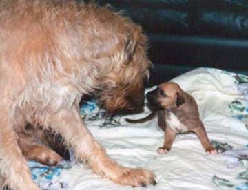 Irish Wolfwound adorable puppies