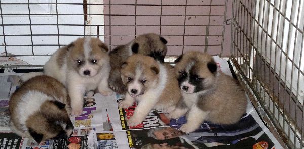 Japanese akita puppies