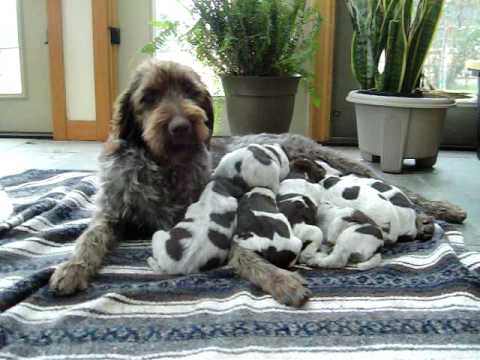 Griffon puppies 