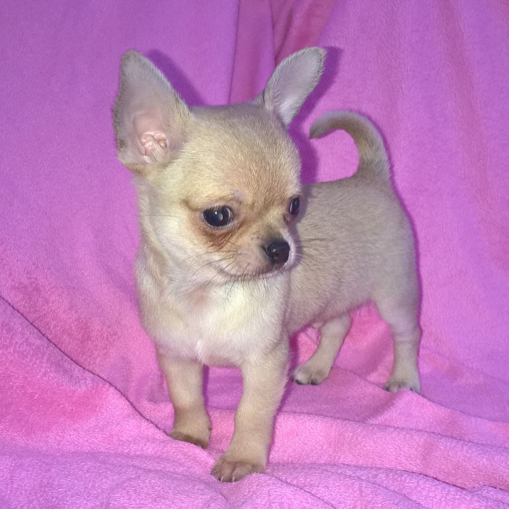 home raised chihuahua puppies