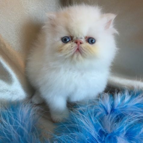 Beautiful Teacup White Persian Female!!