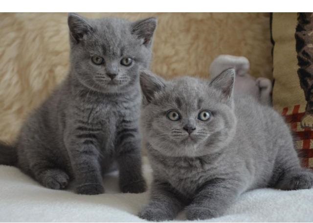 PURE BRED BRITISH SHORTHAIR KITTENS