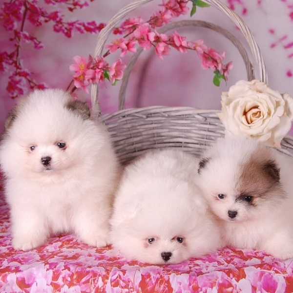 Cute Male and female Pomeranian