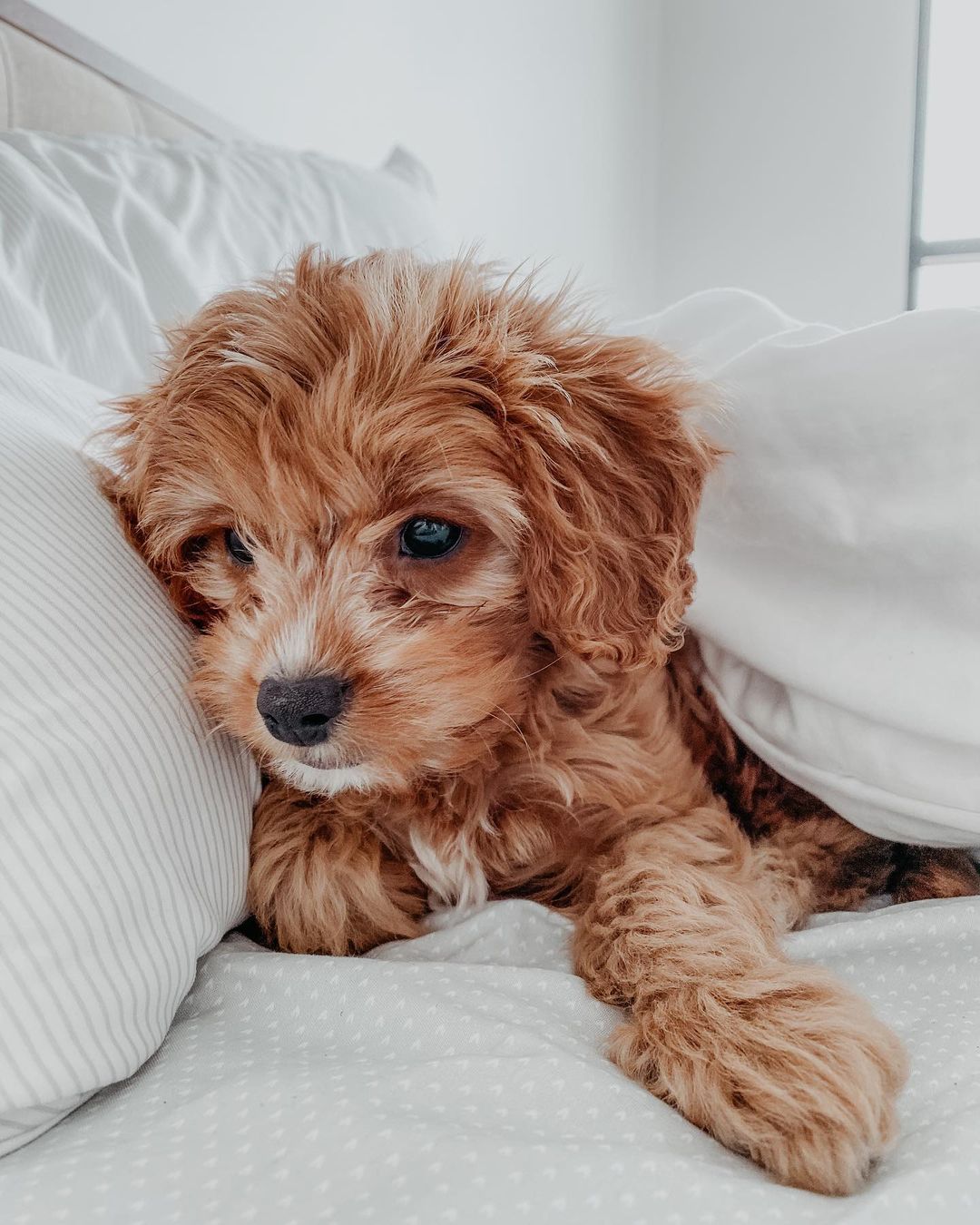 Cavapoo Puppy for Sale