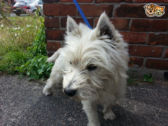 West Highland White Terrier puppies for sale