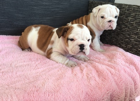 Akc registered English Bulldog puppies