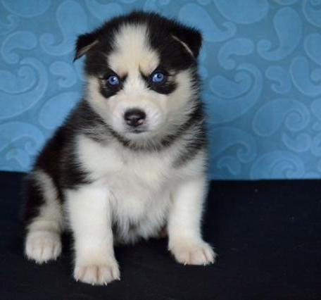 Husky siberiano